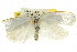  ( - CCDB-15722-G09)  @11 [ ] CreativeCommons - Attribution (2011) ANIC/CBG Photography Group Centre for Biodiversity Genomics