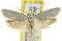  ( - CCDB-15722-H07)  @13 [ ] CreativeCommons - Attribution (2011) ANIC/CBG Photography Group Centre for Biodiversity Genomics