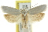  ( - CCDB-15722-H08)  @13 [ ] CreativeCommons - Attribution (2011) ANIC/CBG Photography Group Centre for Biodiversity Genomics