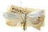  ( - CCDB-15723-D12)  @11 [ ] CreativeCommons - Attribution (2011) ANIC/CBG Photography Group Centre for Biodiversity Genomics