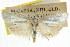  ( - CCDB-15723-E01)  @11 [ ] CreativeCommons - Attribution (2011) ANIC/CBG Photography Group Centre for Biodiversity Genomics
