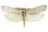  ( - CCDB-15723-E03)  @11 [ ] CreativeCommons - Attribution (2011) ANIC/CBG Photography Group Centre for Biodiversity Genomics