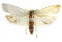  ( - CCDB-15723-E04)  @11 [ ] CreativeCommons - Attribution (2011) ANIC/CBG Photography Group Centre for Biodiversity Genomics