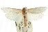  ( - CCDB-15723-E05)  @11 [ ] CreativeCommons - Attribution (2011) ANIC/CBG Photography Group Centre for Biodiversity Genomics
