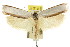  ( - CCDB-15723-G07)  @11 [ ] CreativeCommons - Attribution (2011) ANIC/CBG Photography Group Centre for Biodiversity Genomics