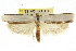  ( - CCDB-15723-G08)  @11 [ ] CreativeCommons - Attribution (2011) ANIC/CBG Photography Group Centre for Biodiversity Genomics