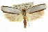  ( - CCDB-15723-G12)  @11 [ ] CreativeCommons - Attribution (2011) ANIC/CBG Photography Group Centre for Biodiversity Genomics