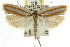  ( - CCDB-15724-A06)  @11 [ ] CreativeCommons - Attribution (2011) ANIC/CBG Photography Group Centre for Biodiversity Genomics