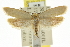 ( - CCDB-15724-B02)  @11 [ ] CreativeCommons - Attribution (2011) ANIC/CBG Photography Group Centre for Biodiversity Genomics