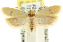  ( - CCDB-15724-C01)  @11 [ ] CreativeCommons - Attribution (2011) ANIC/CBG Photography Group Centre for Biodiversity Genomics
