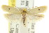  ( - CCDB-15724-C02)  @13 [ ] CreativeCommons - Attribution (2011) ANIC/CBG Photography Group Centre for Biodiversity Genomics