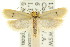  ( - CCDB-15724-C03)  @14 [ ] CreativeCommons - Attribution (2011) ANIC/CBG Photography Group Centre for Biodiversity Genomics