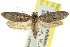 ( - CCDB-15724-D06)  @11 [ ] CreativeCommons - Attribution (2011) ANIC/CBG Photography Group Centre for Biodiversity Genomics