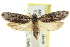  ( - CCDB-15724-D07)  @11 [ ] CreativeCommons - Attribution (2011) ANIC/CBG Photography Group Centre for Biodiversity Genomics