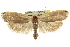  ( - CCDB-15724-E02)  @13 [ ] CreativeCommons - Attribution (2011) ANIC/CBG Photography Group Centre for Biodiversity Genomics