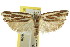  ( - CCDB-15724-F09)  @13 [ ] CreativeCommons - Attribution (2011) ANIC/CBG Photography Group Centre for Biodiversity Genomics