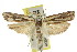  ( - CCDB-15724-F10)  @11 [ ] CreativeCommons - Attribution (2011) ANIC/CBG Photography Group Centre for Biodiversity Genomics