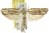  ( - CCDB-15724-F11)  @13 [ ] CreativeCommons - Attribution (2011) ANIC/CBG Photography Group Centre for Biodiversity Genomics