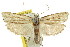  ( - CCDB-15724-G01)  @11 [ ] CreativeCommons - Attribution (2011) ANIC/CBG Photography Group Centre for Biodiversity Genomics