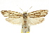  ( - CCDB-15724-G02)  @11 [ ] CreativeCommons - Attribution (2011) ANIC/CBG Photography Group Centre for Biodiversity Genomics