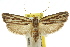  ( - CCDB-15724-G03)  @11 [ ] CreativeCommons - Attribution (2011) ANIC/CBG Photography Group Centre for Biodiversity Genomics