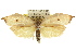  ( - CCDB-15725-C06)  @14 [ ] CreativeCommons - Attribution (2011) ANIC/CBG Photography Group Centre for Biodiversity Genomics