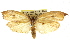  ( - CCDB-15725-C10)  @11 [ ] CreativeCommons - Attribution (2011) ANIC/CBG Photography Group Centre for Biodiversity Genomics