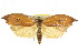  ( - CCDB-15725-C12)  @11 [ ] CreativeCommons - Attribution (2011) ANIC/CBG Photography Group Centre for Biodiversity Genomics