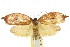  ( - CCDB-15725-D01)  @11 [ ] CreativeCommons - Attribution (2011) ANIC/CBG Photography Group Centre for Biodiversity Genomics