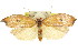  ( - CCDB-15725-D02)  @11 [ ] CreativeCommons - Attribution (2011) ANIC/CBG Photography Group Centre for Biodiversity Genomics