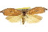  ( - CCDB-15725-D03)  @14 [ ] CreativeCommons - Attribution (2011) ANIC/CBG Photography Group Centre for Biodiversity Genomics