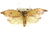  ( - CCDB-15725-D05)  @11 [ ] CreativeCommons - Attribution (2011) ANIC/CBG Photography Group Centre for Biodiversity Genomics