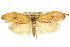  ( - CCDB-15725-D06)  @13 [ ] CreativeCommons - Attribution (2011) ANIC/CBG Photography Group Centre for Biodiversity Genomics