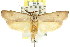  ( - CCDB-15725-H01)  @11 [ ] CreativeCommons - Attribution (2011) ANIC/CBG Photography Group Centre for Biodiversity Genomics