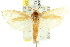  ( - CCDB-15725-H03)  @11 [ ] CreativeCommons - Attribution (2011) ANIC/CBG Photography Group Centre for Biodiversity Genomics
