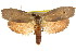  ( - CCDB-15725-H09)  @11 [ ] CreativeCommons - Attribution (2011) ANIC/CBG Photography Group Centre for Biodiversity Genomics