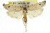  ( - CCDB-15725-H10)  @11 [ ] CreativeCommons - Attribution (2011) ANIC/CBG Photography Group Centre for Biodiversity Genomics