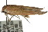  ( - CCDB-15726-A03)  @12 [ ] CreativeCommons - Attribution (2011) ANIC/CBG Photography Group Centre for Biodiversity Genomics