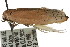  ( - CCDB-15726-A05)  @12 [ ] CreativeCommons - Attribution (2011) ANIC/CBG Photography Group Centre for Biodiversity Genomics