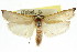  ( - CCDB-15726-A06)  @11 [ ] CreativeCommons - Attribution (2011) ANIC/CBG Photography Group Centre for Biodiversity Genomics