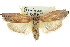  ( - CCDB-15726-B01)  @11 [ ] CreativeCommons - Attribution (2011) ANIC/CBG Photography Group Centre for Biodiversity Genomics