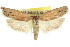  ( - CCDB-15726-B04)  @11 [ ] CreativeCommons - Attribution (2011) ANIC/CBG Photography Group Centre for Biodiversity Genomics