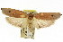  ( - CCDB-15726-B05)  @11 [ ] CreativeCommons - Attribution (2011) ANIC/CBG Photography Group Centre for Biodiversity Genomics