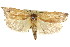  ( - CCDB-15726-B07)  @11 [ ] CreativeCommons - Attribution (2011) ANIC/CBG Photography Group Centre for Biodiversity Genomics