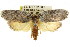  ( - CCDB-15726-E04)  @11 [ ] CreativeCommons - Attribution (2011) ANIC/CBG Photography Group Centre for Biodiversity Genomics