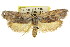  ( - CCDB-15726-E05)  @11 [ ] CreativeCommons - Attribution (2011) ANIC/CBG Photography Group Centre for Biodiversity Genomics