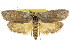  ( - CCDB-15726-E08)  @11 [ ] CreativeCommons - Attribution (2011) ANIC/CBG Photography Group Centre for Biodiversity Genomics
