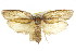 ( - CCDB-15726-E12)  @11 [ ] CreativeCommons - Attribution (2011) ANIC/CBG Photography Group Centre for Biodiversity Genomics