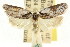 ( - CCDB-15726-F03)  @11 [ ] CreativeCommons - Attribution (2011) ANIC/CBG Photography Group Centre for Biodiversity Genomics