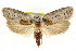  ( - CCDB-15726-F04)  @11 [ ] CreativeCommons - Attribution (2011) ANIC/CBG Photography Group Centre for Biodiversity Genomics